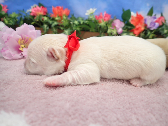 赤ちゃん写真1-2
