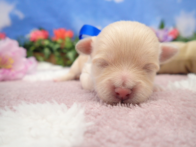 チワワ（ロングコート）