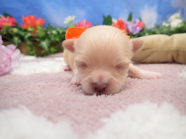 チワワ（ロングコート）