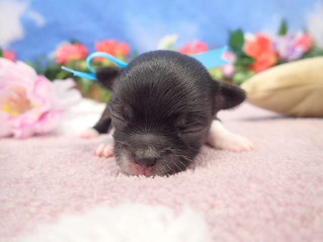 チワワ（ロングコート）