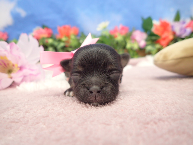 チワワ（ロングコート）