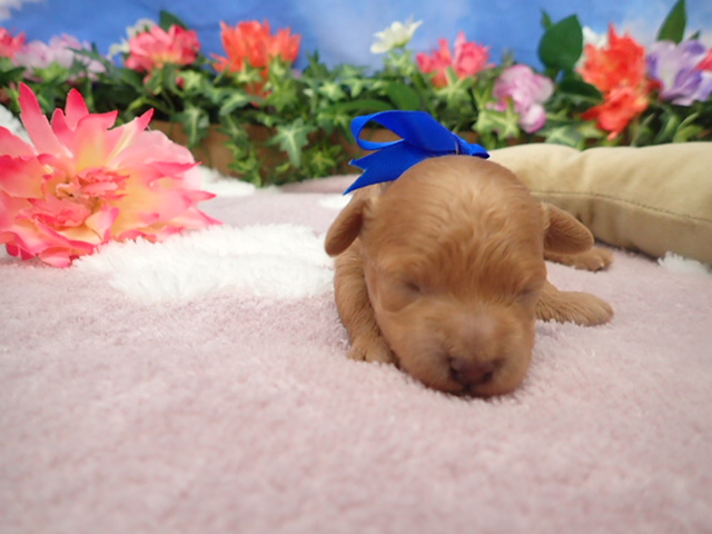 トイ・プードル