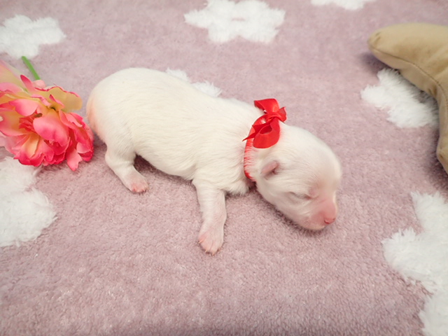 赤ちゃん写真1-3