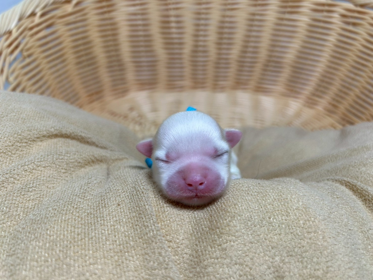 赤ちゃん写真1-1