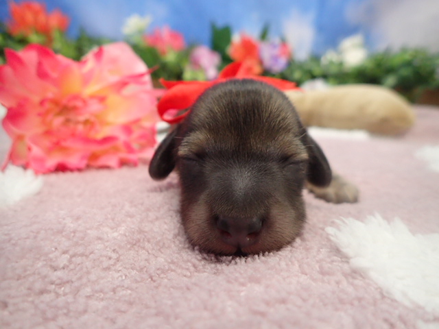 カニンヘンダックスフンド