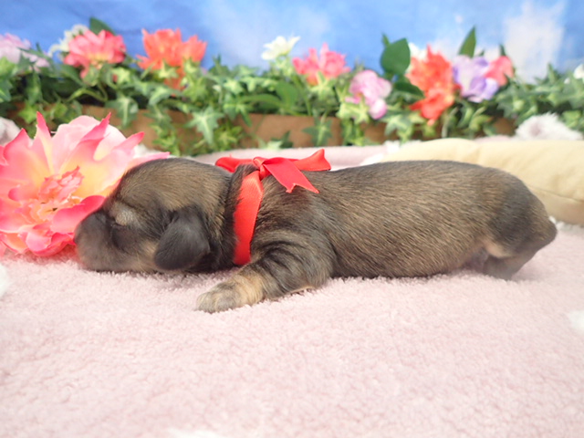 赤ちゃん写真1-2