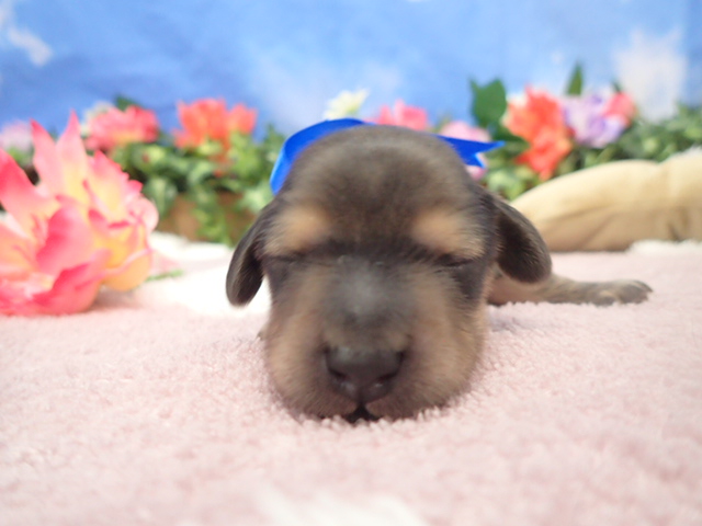 カニンヘンダックスフンド