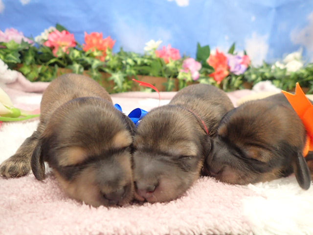 赤ちゃん写真1-3