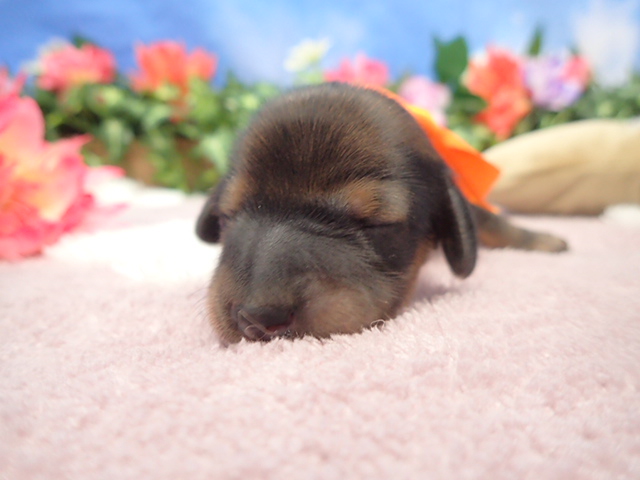 カニンヘンダックスフンド