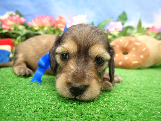 カニンヘンダックスフンド