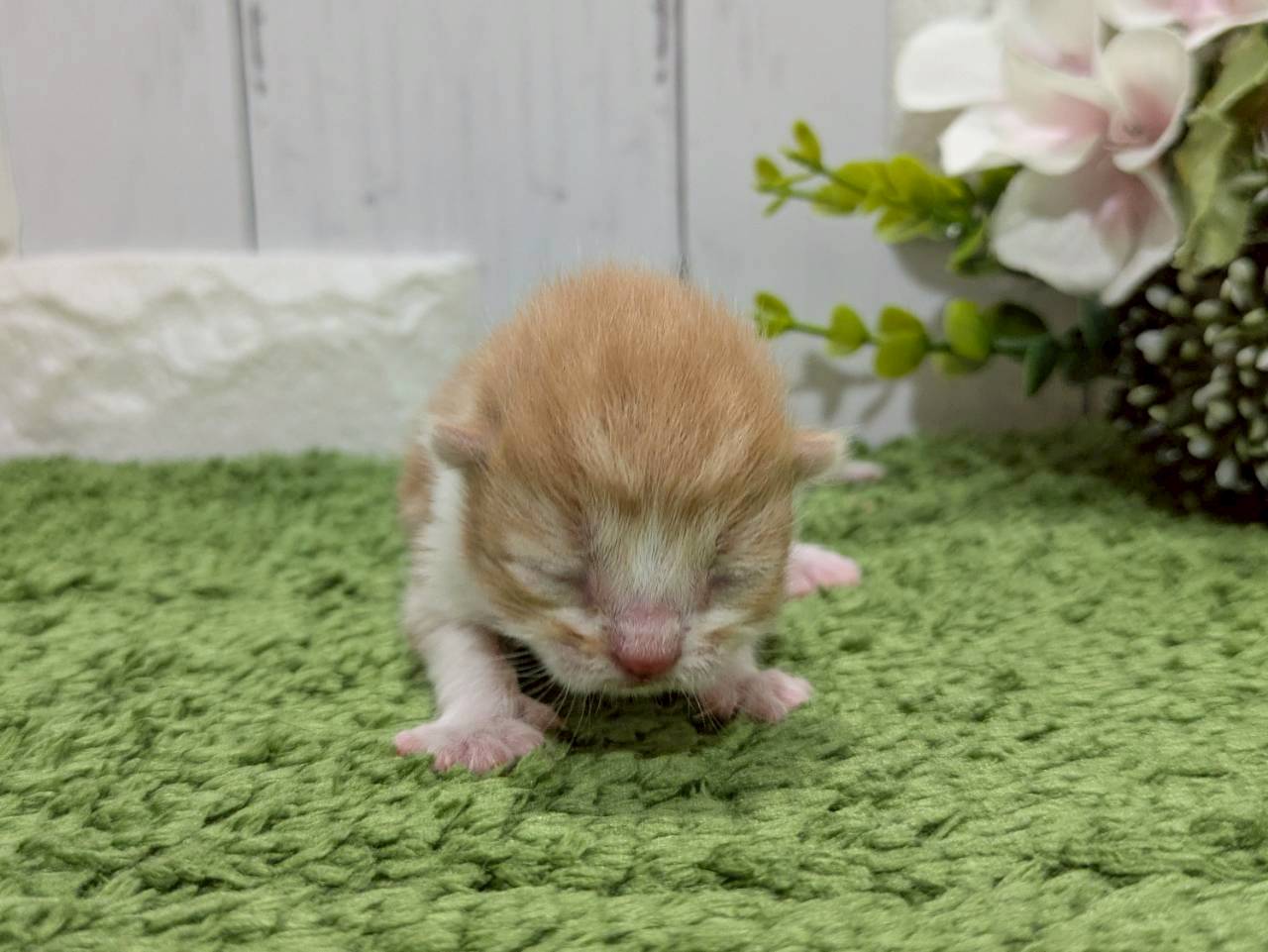 スコティッシュフォールド