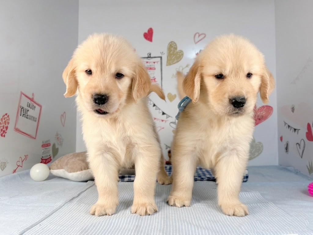 ロイヤルコペンハーゲン　ゴールデンレトリバー親子 ゴールデン・レトリバーの子犬（オス♂） 東金店｜ペットショップCoo＆RIKU
