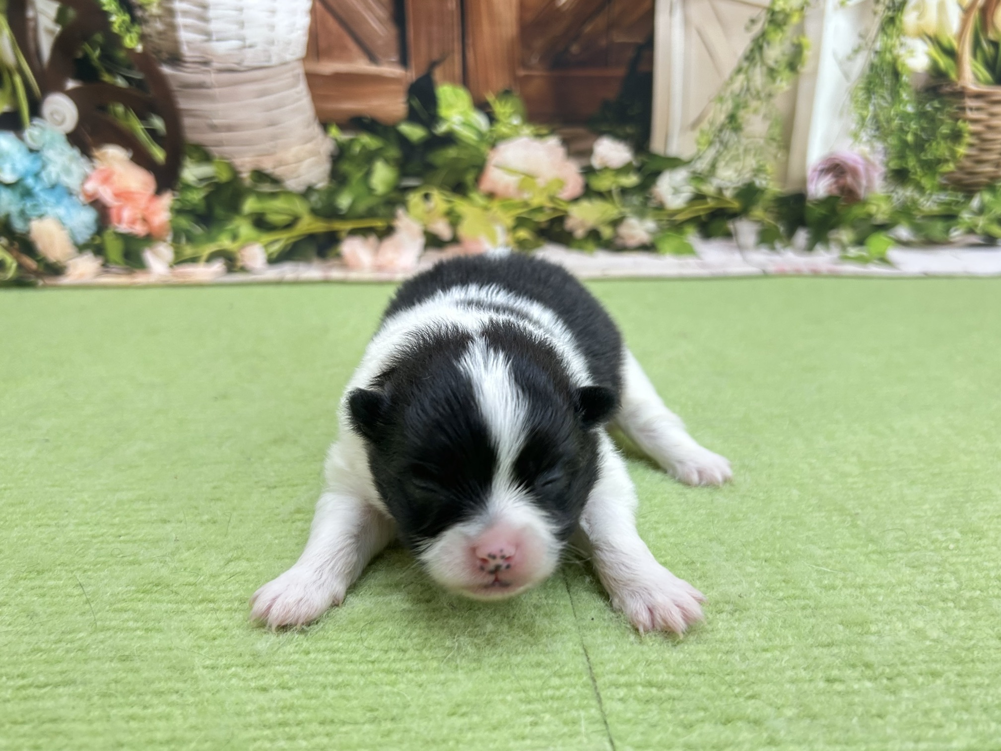 赤ちゃん写真1-1