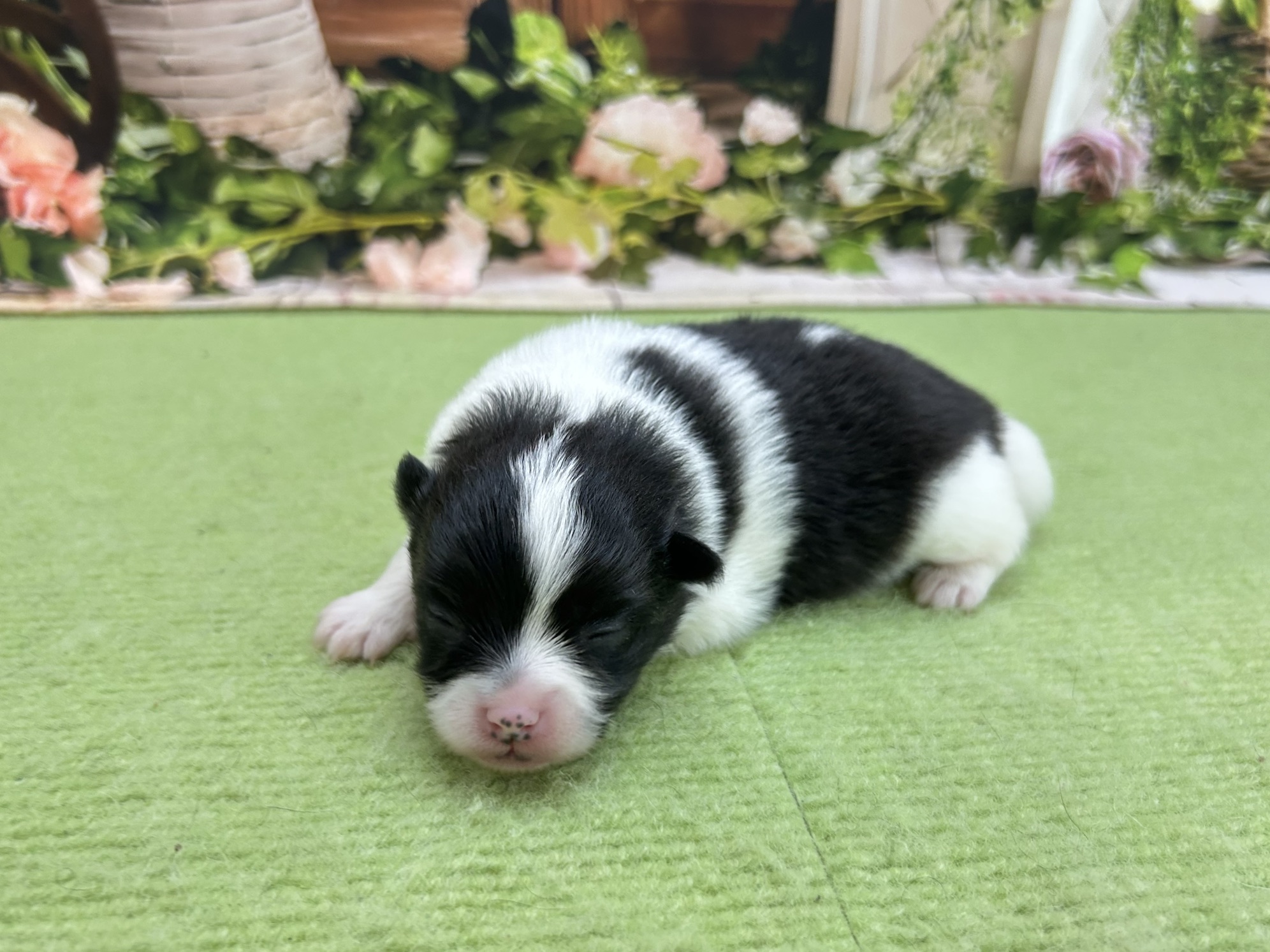 赤ちゃん写真1-2