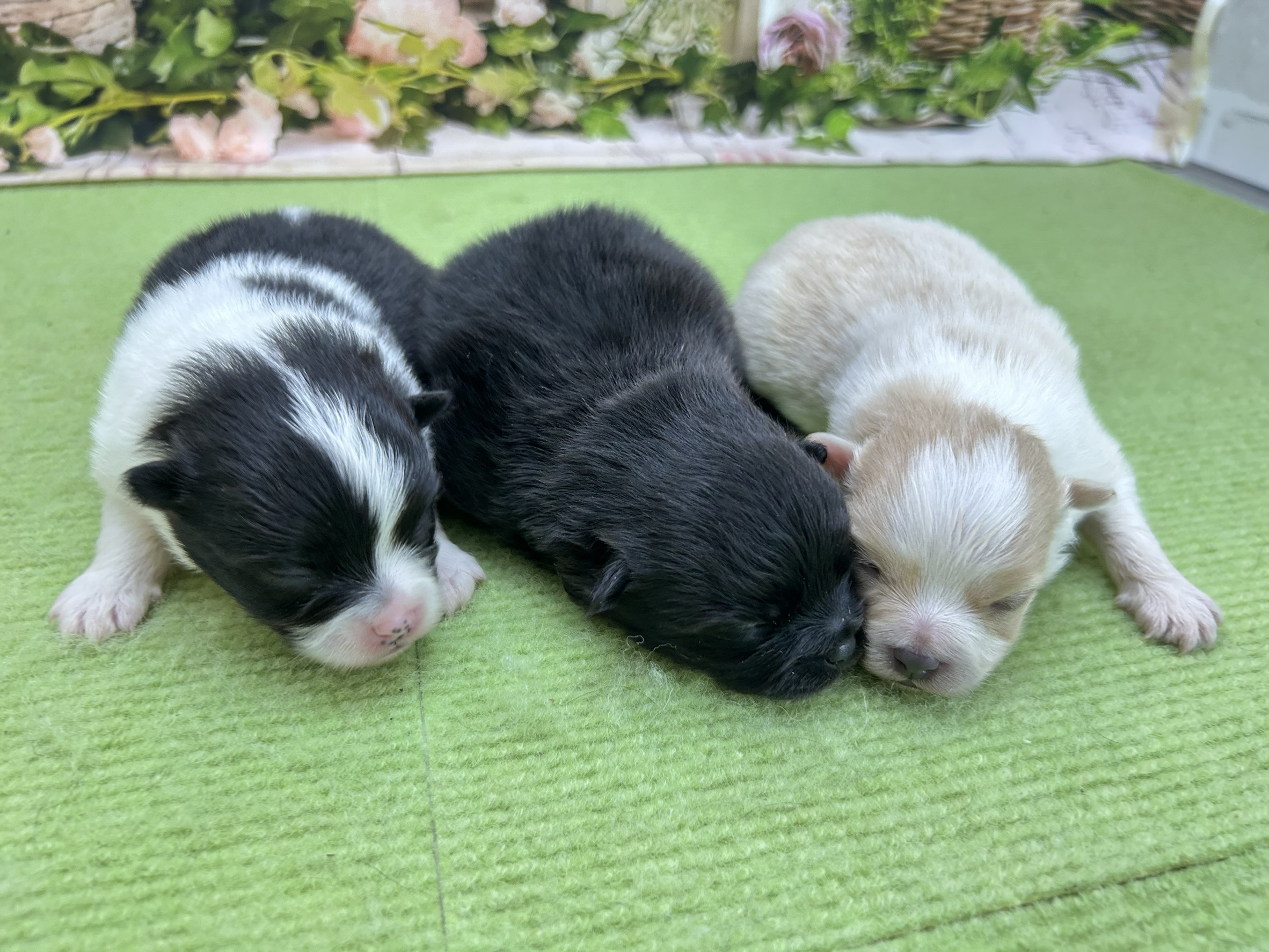赤ちゃん写真1-3