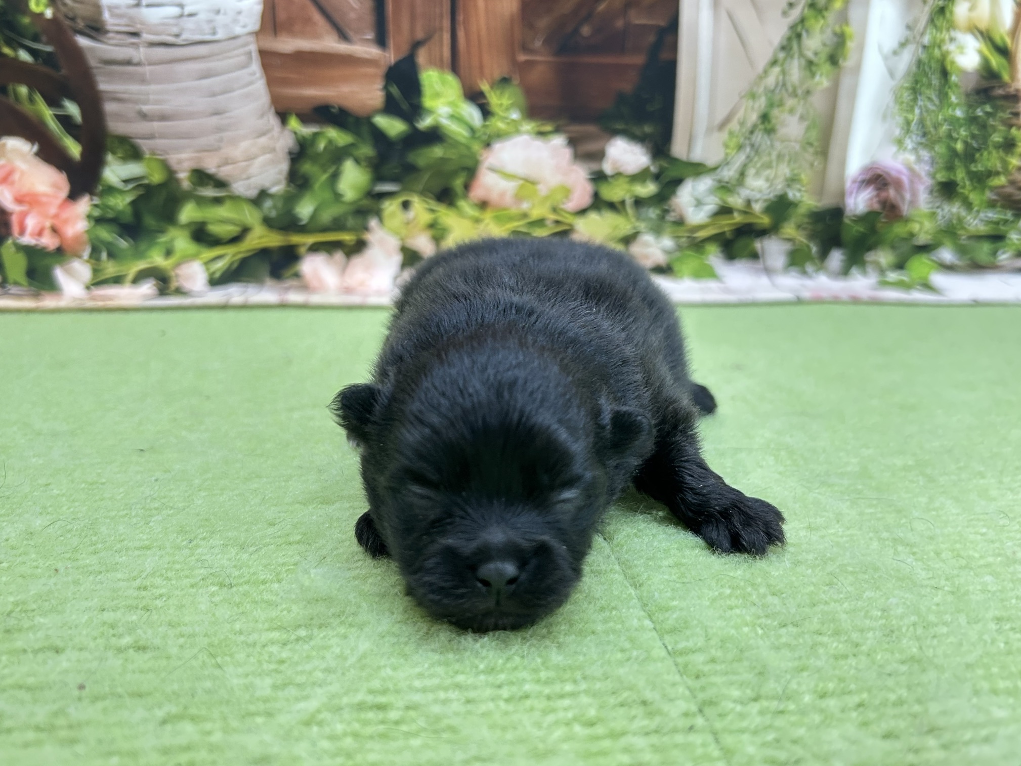 赤ちゃん写真1-1