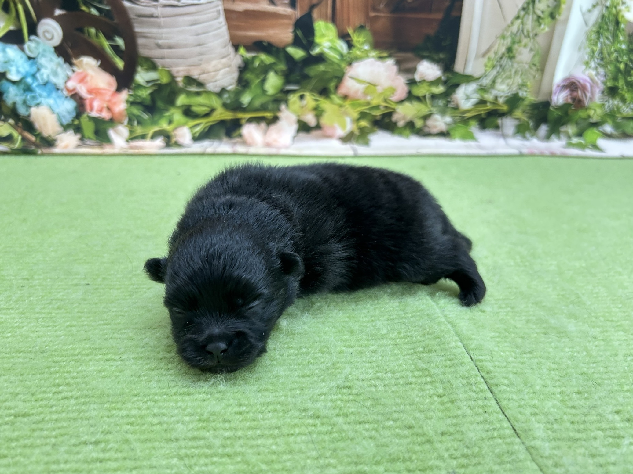 赤ちゃん写真1-2