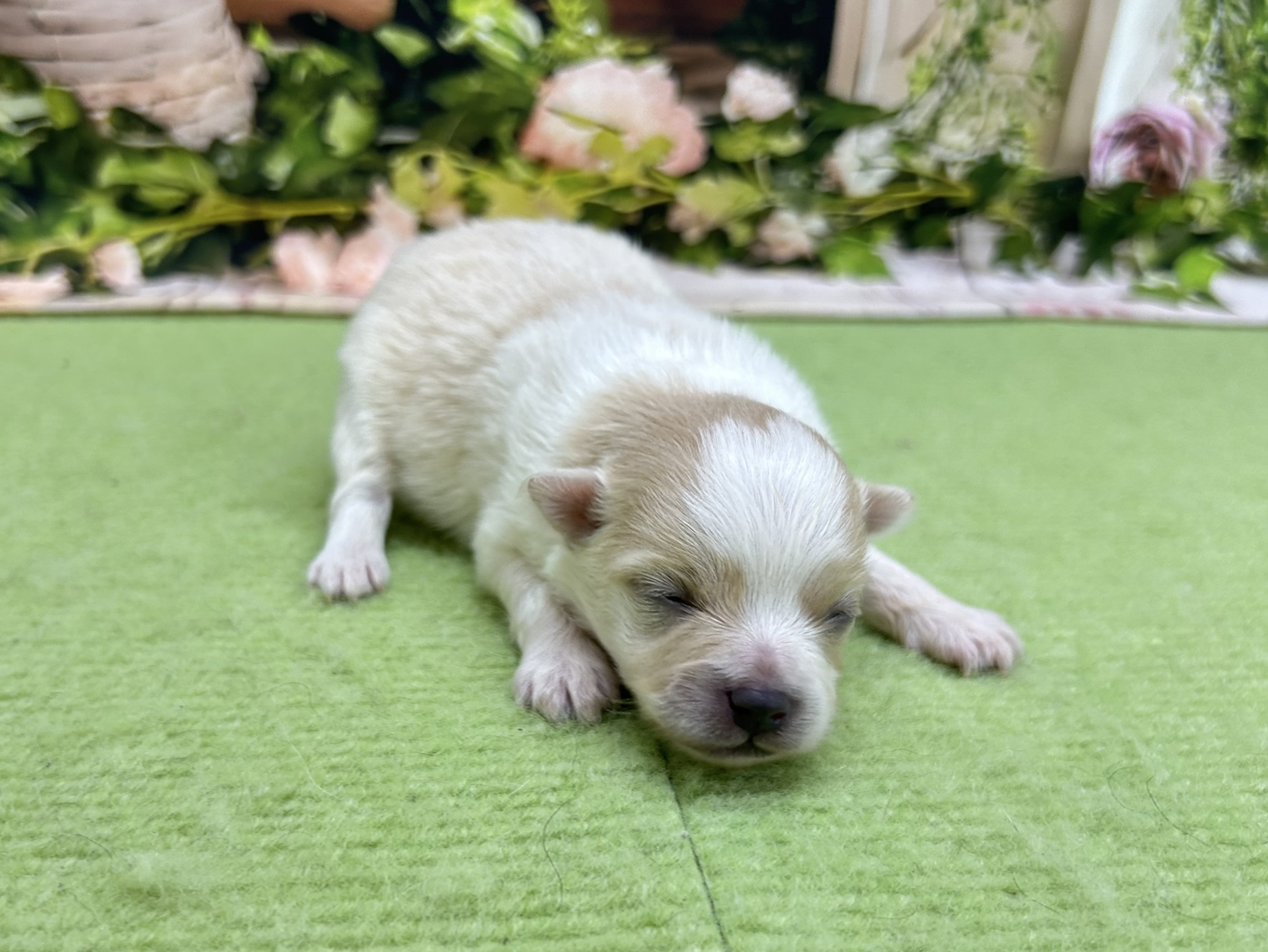 赤ちゃん写真1-1