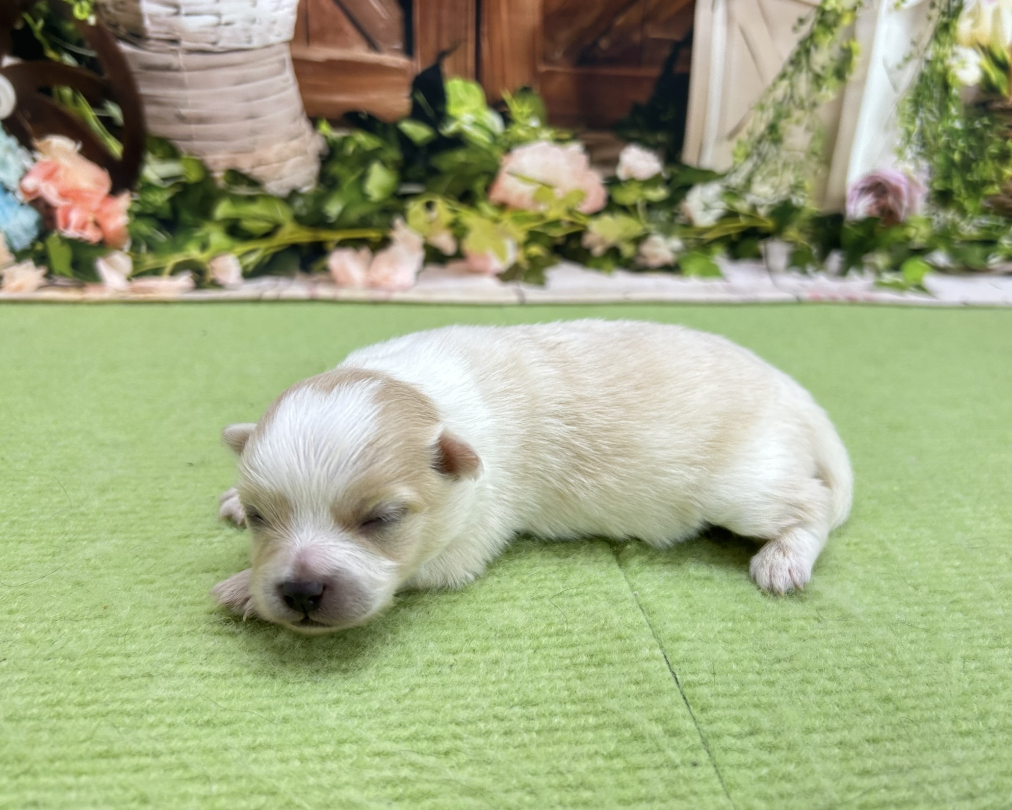 赤ちゃん写真1-2