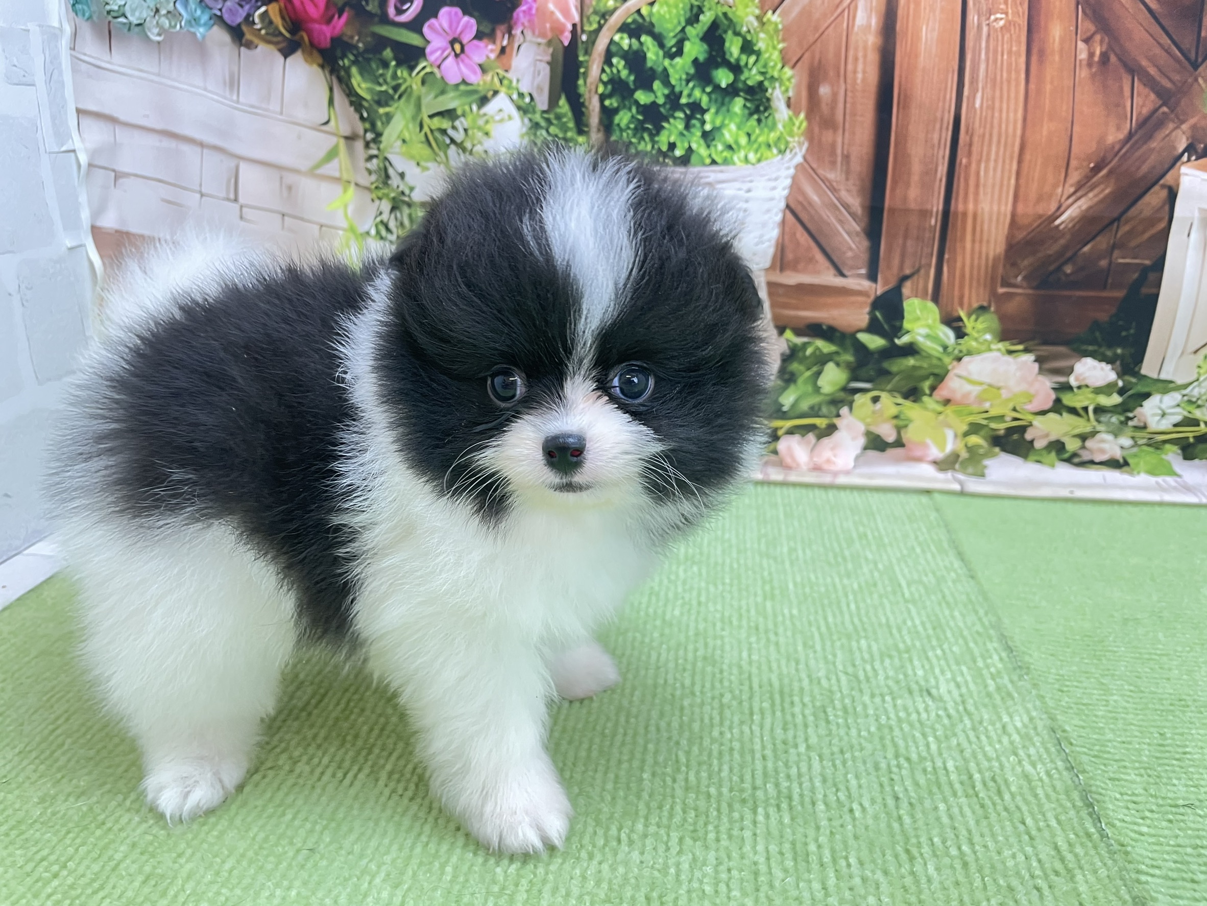 赤ちゃん写真2-2