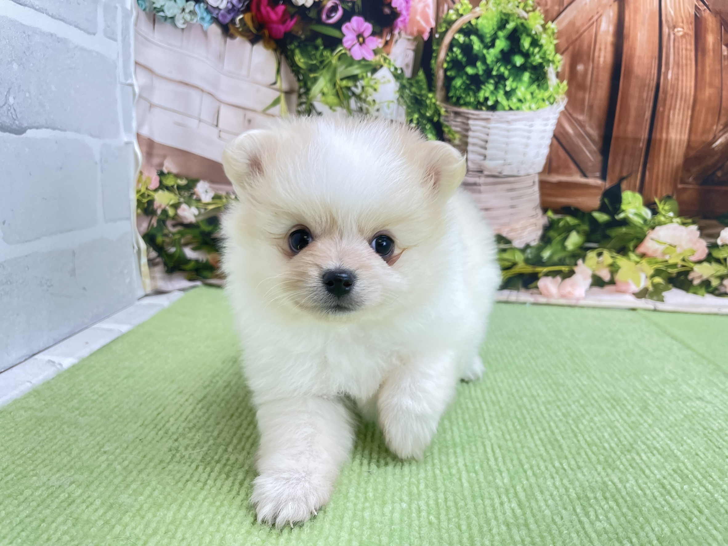 赤ちゃん写真2-1
