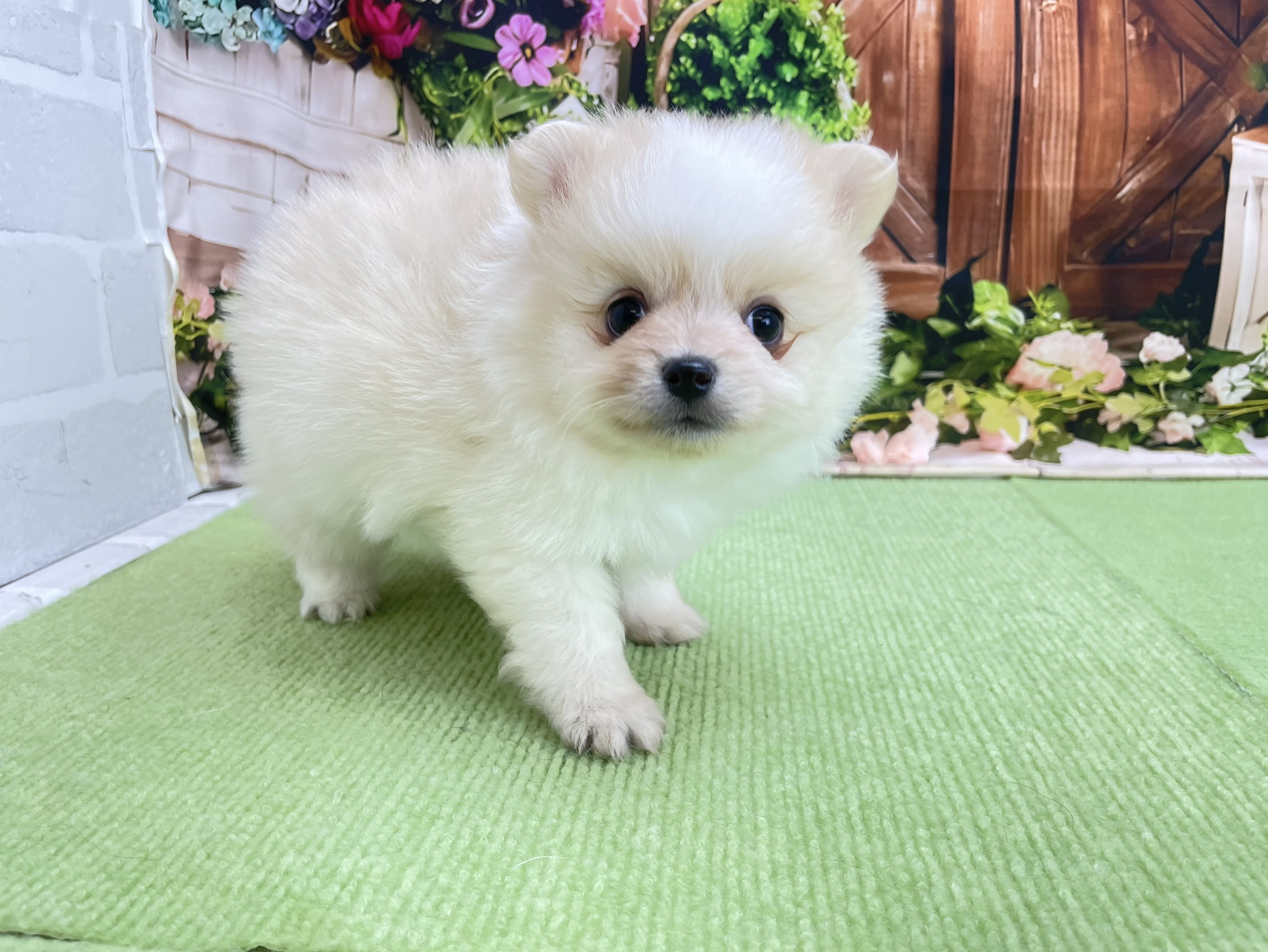 赤ちゃん写真2-2