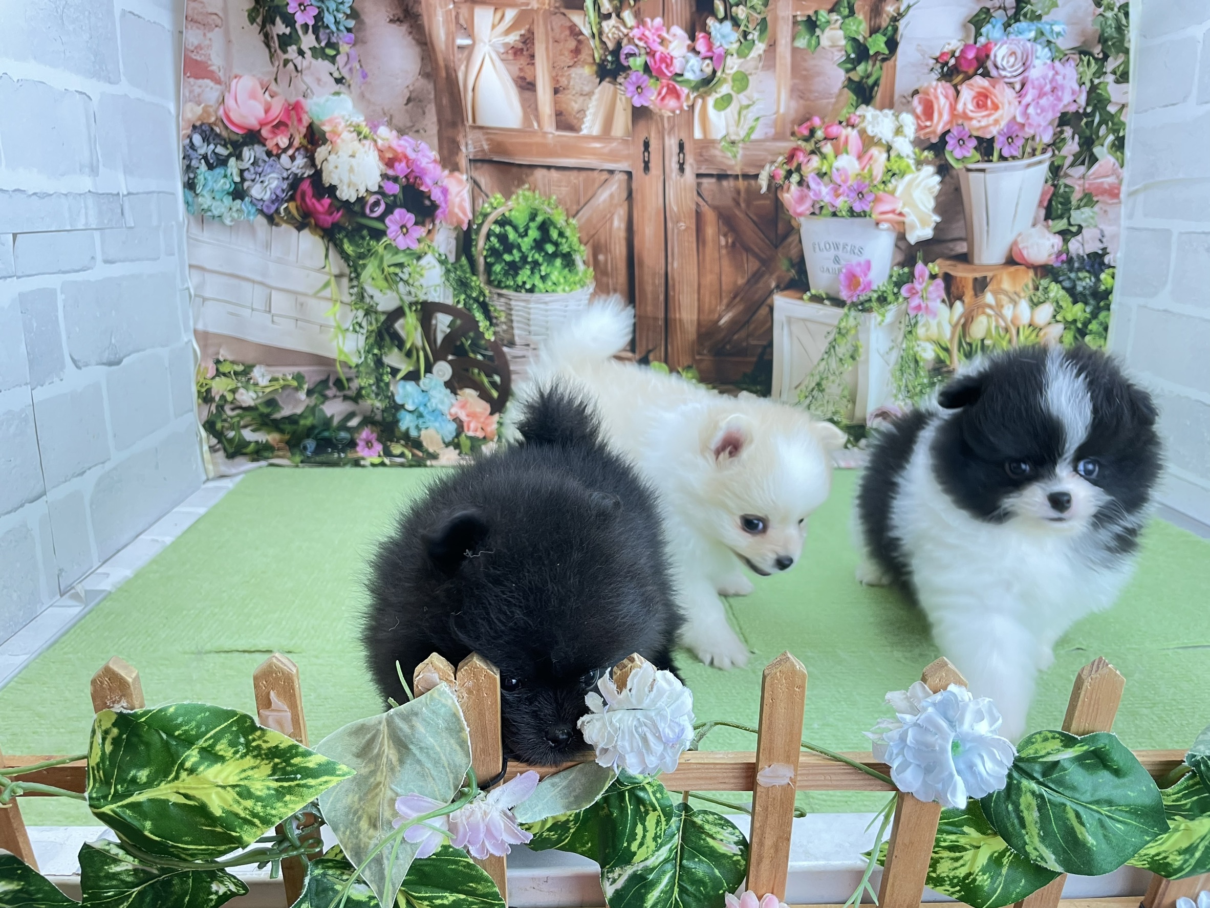 赤ちゃん写真2-3