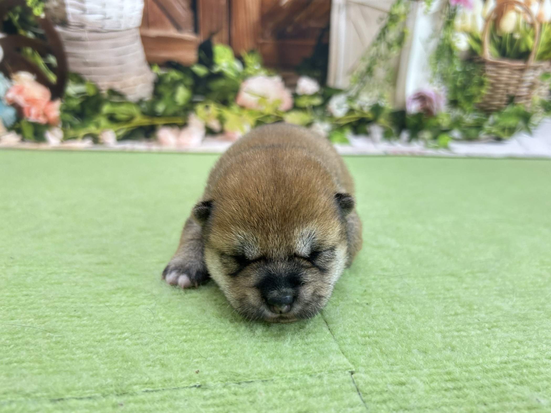 赤ちゃん写真1-1