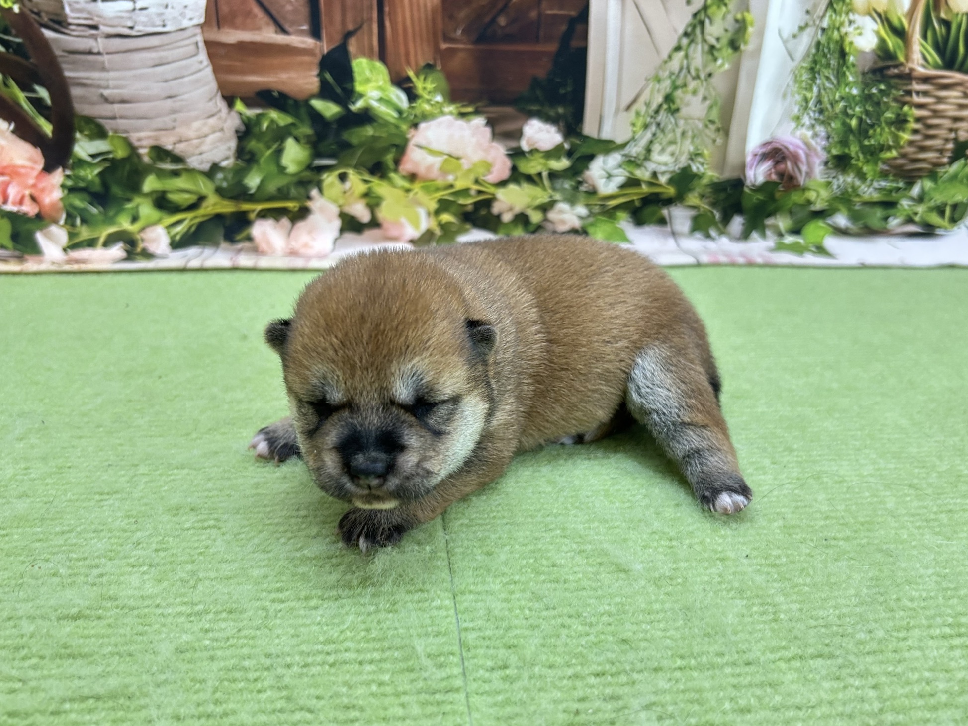 赤ちゃん写真1-2