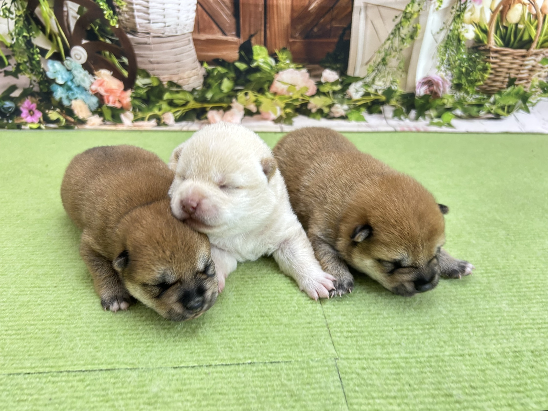 赤ちゃん写真1-3