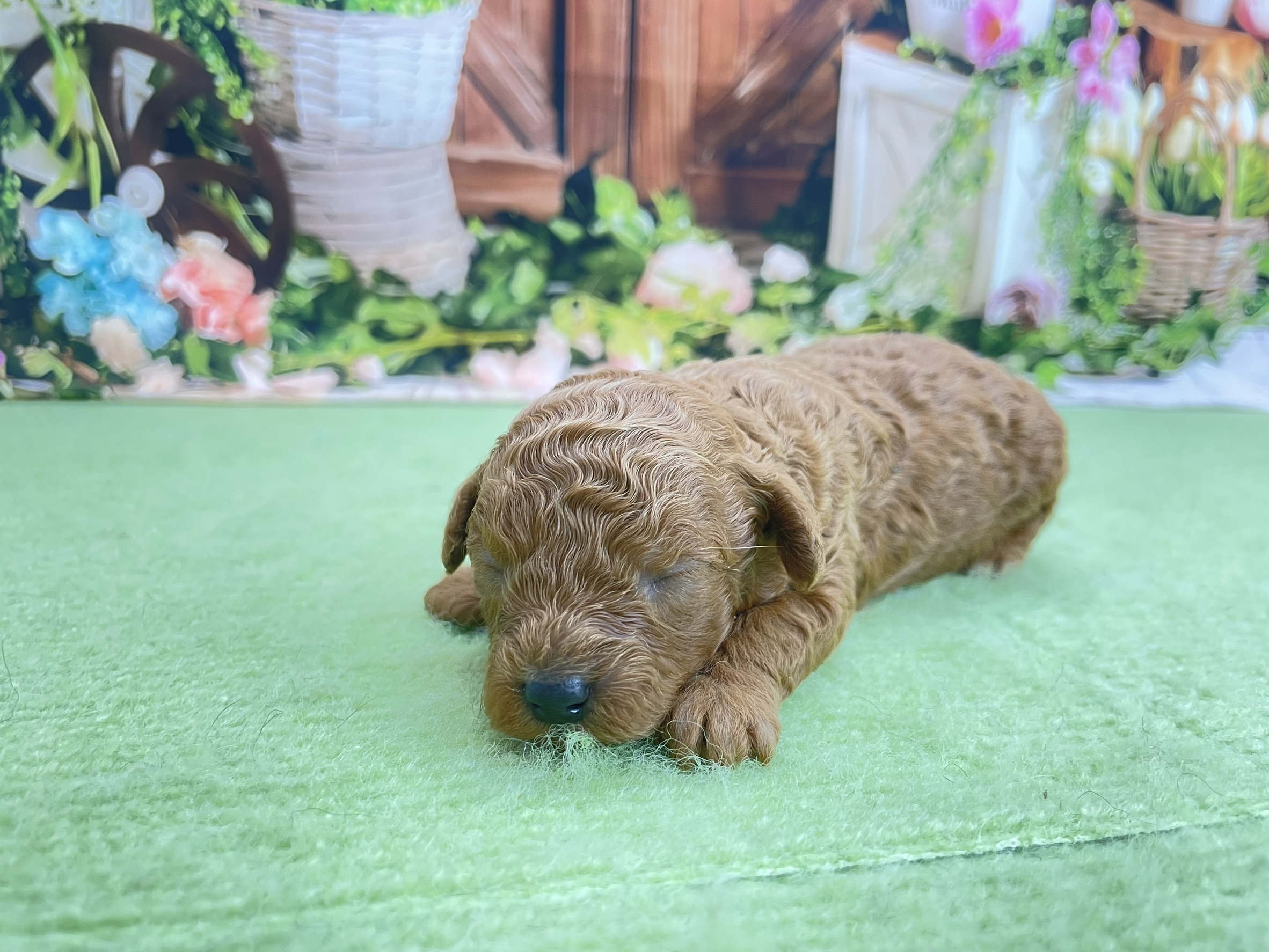 赤ちゃん写真1-2