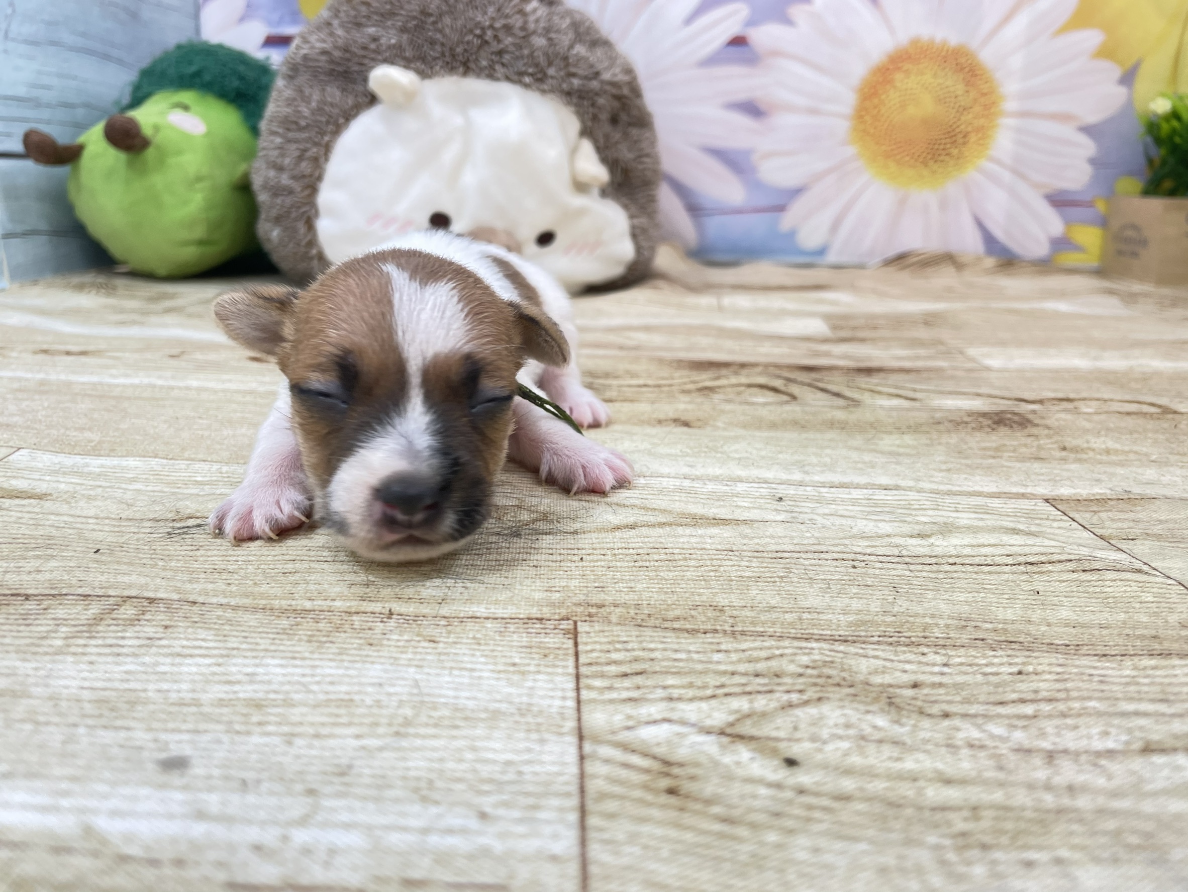 赤ちゃん写真1-1