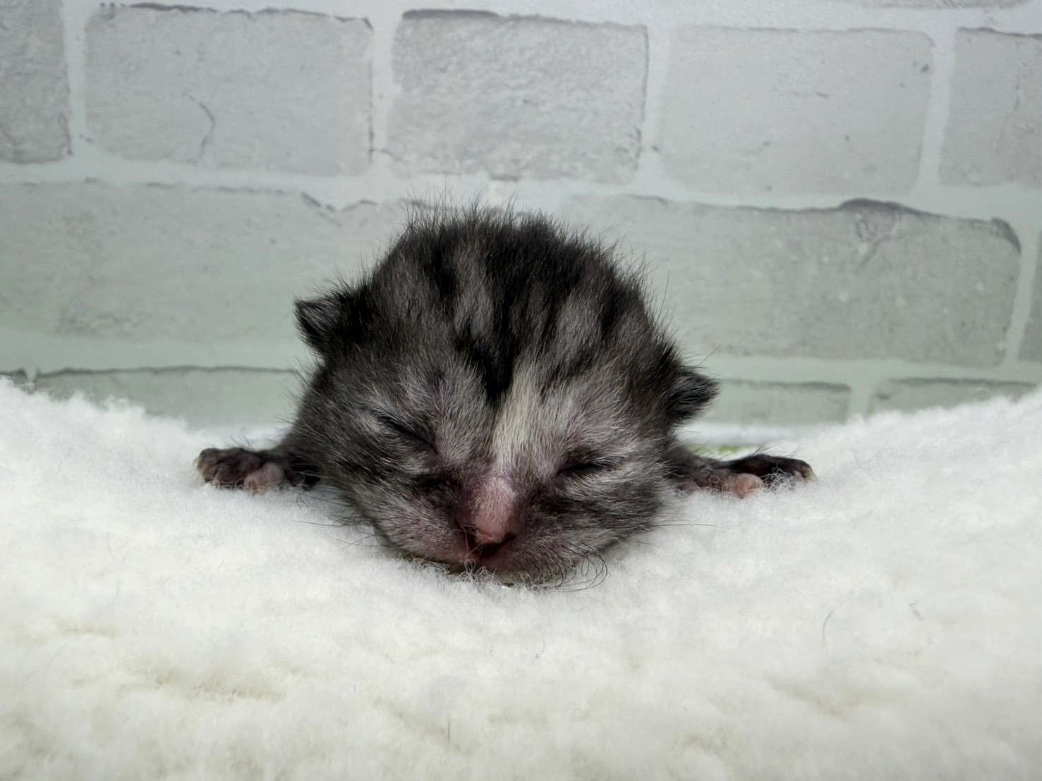 アメリカンショートヘアー