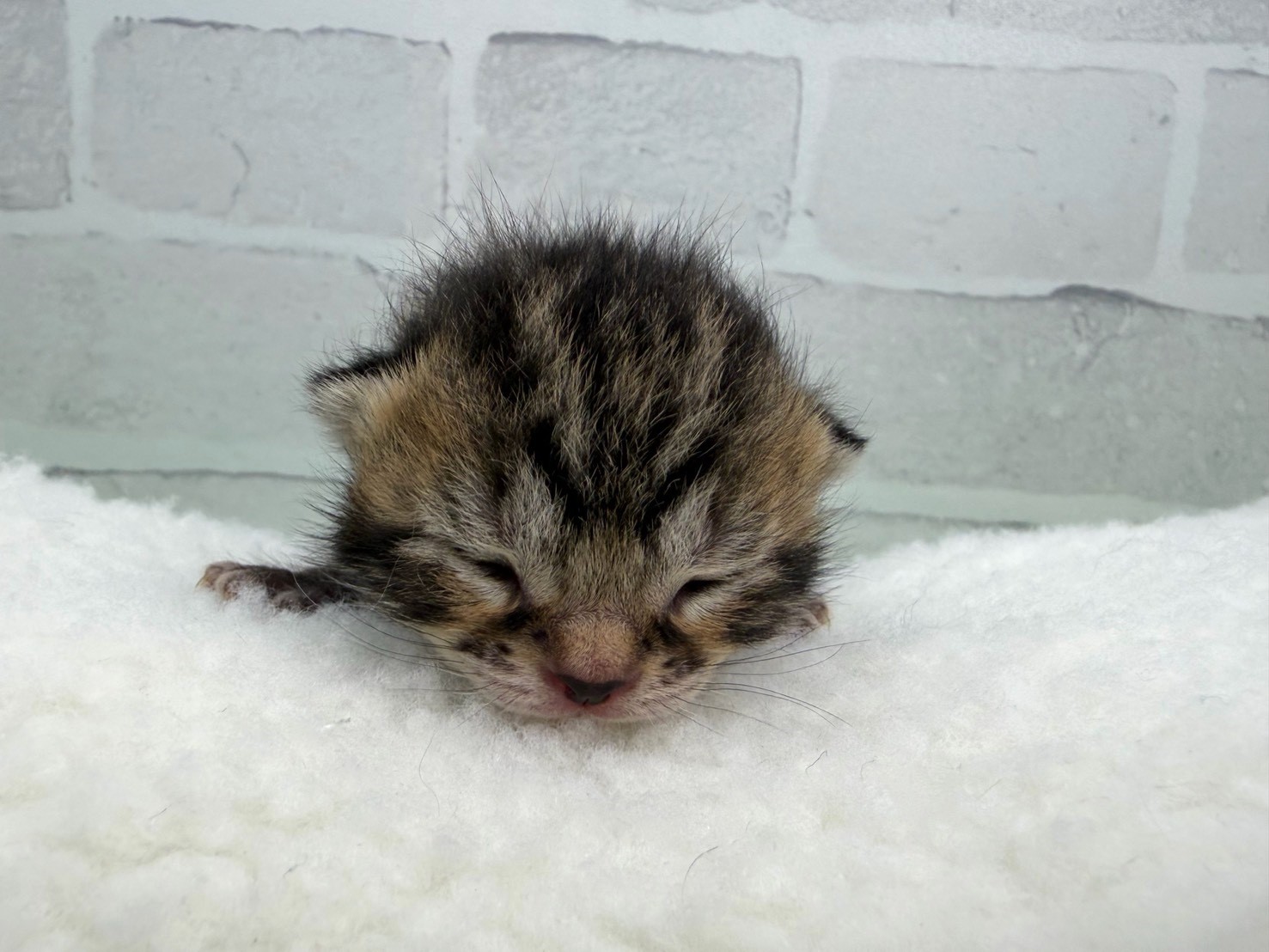 アメリカンショートヘアー