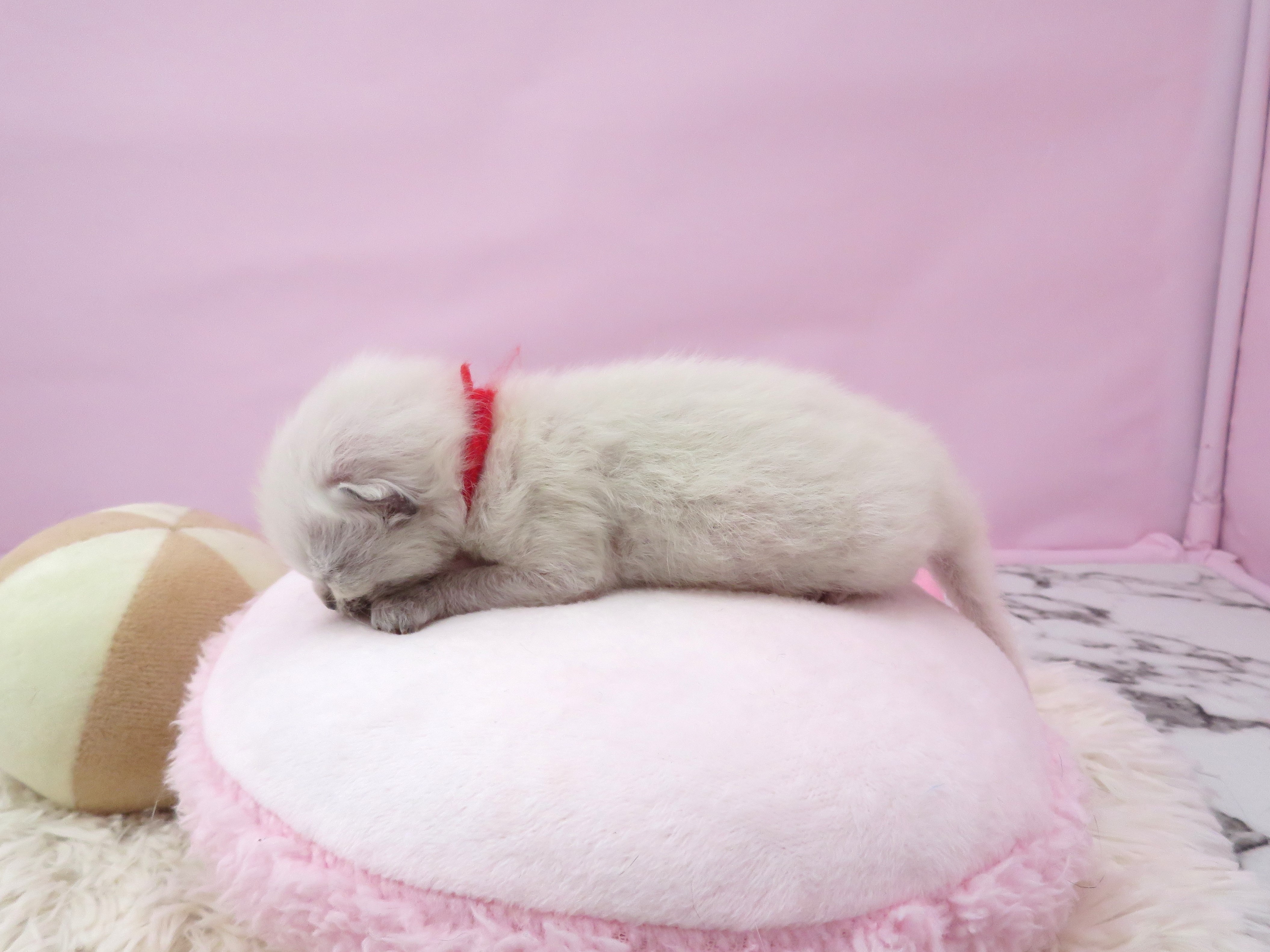 赤ちゃん写真1-2