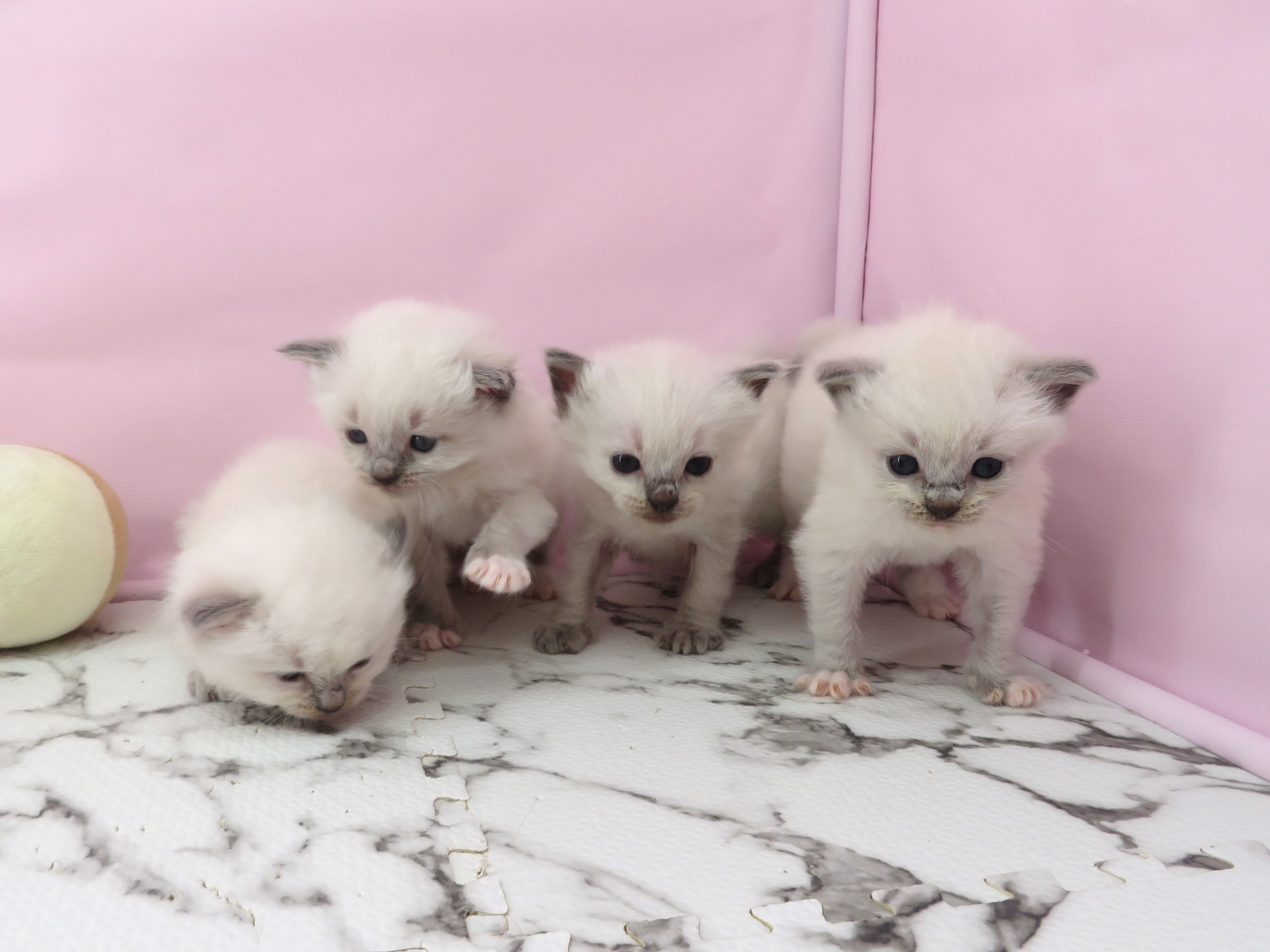 赤ちゃん写真1-3