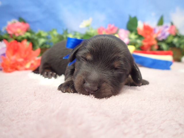 ミニチュア・ダックスフンド