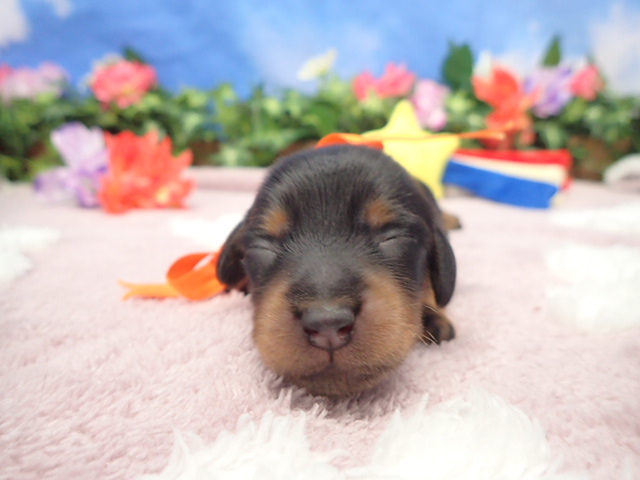 ミニチュア・ダックスフンド