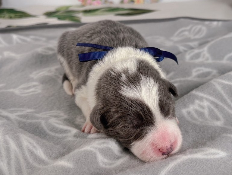 ボーダーコリー