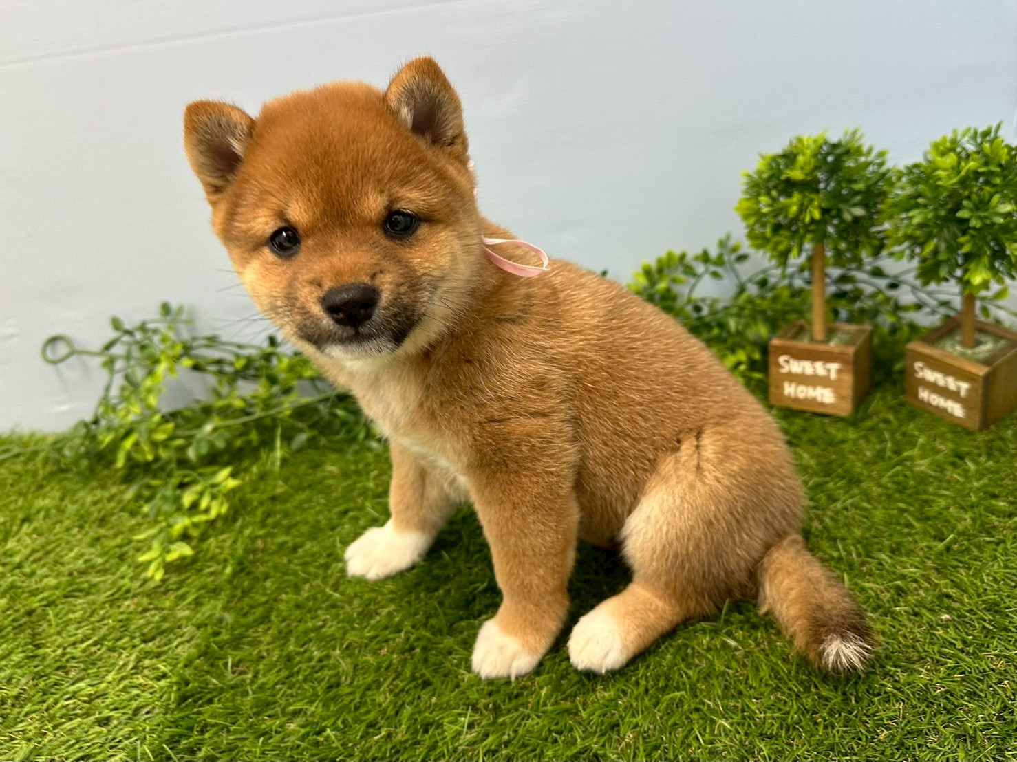 赤ちゃん写真3-2