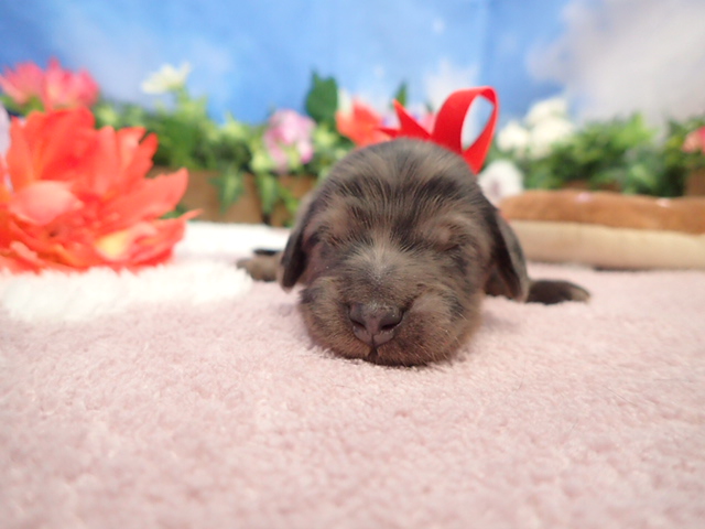 ミニチュア・ダックスフンド