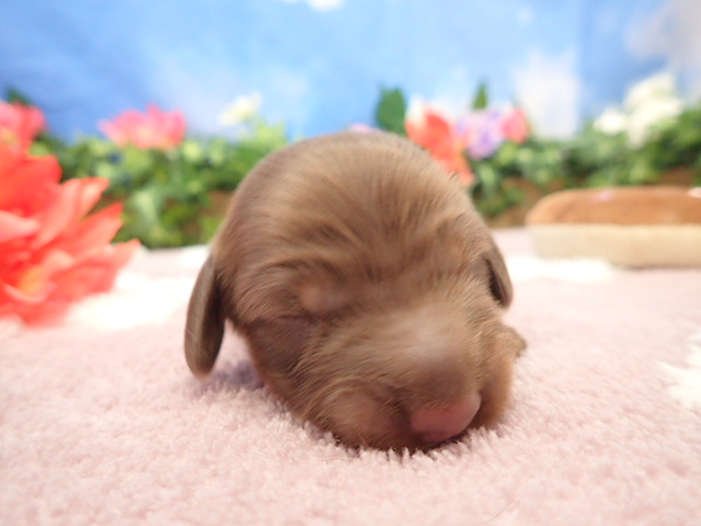 ミニチュア・ダックスフンド