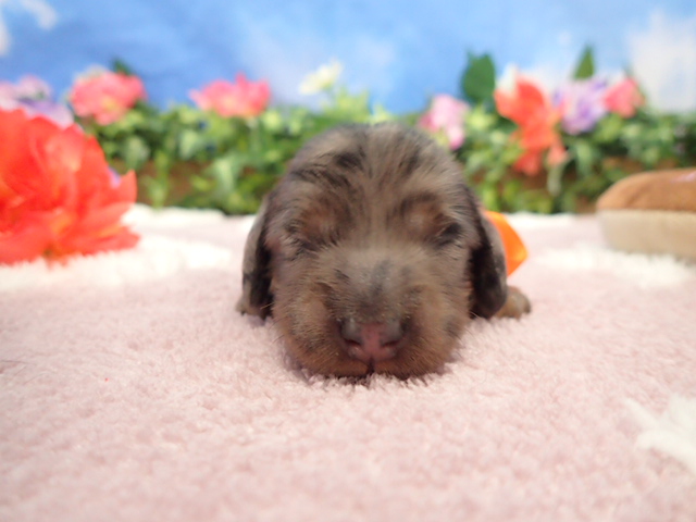 ミニチュア・ダックスフンド