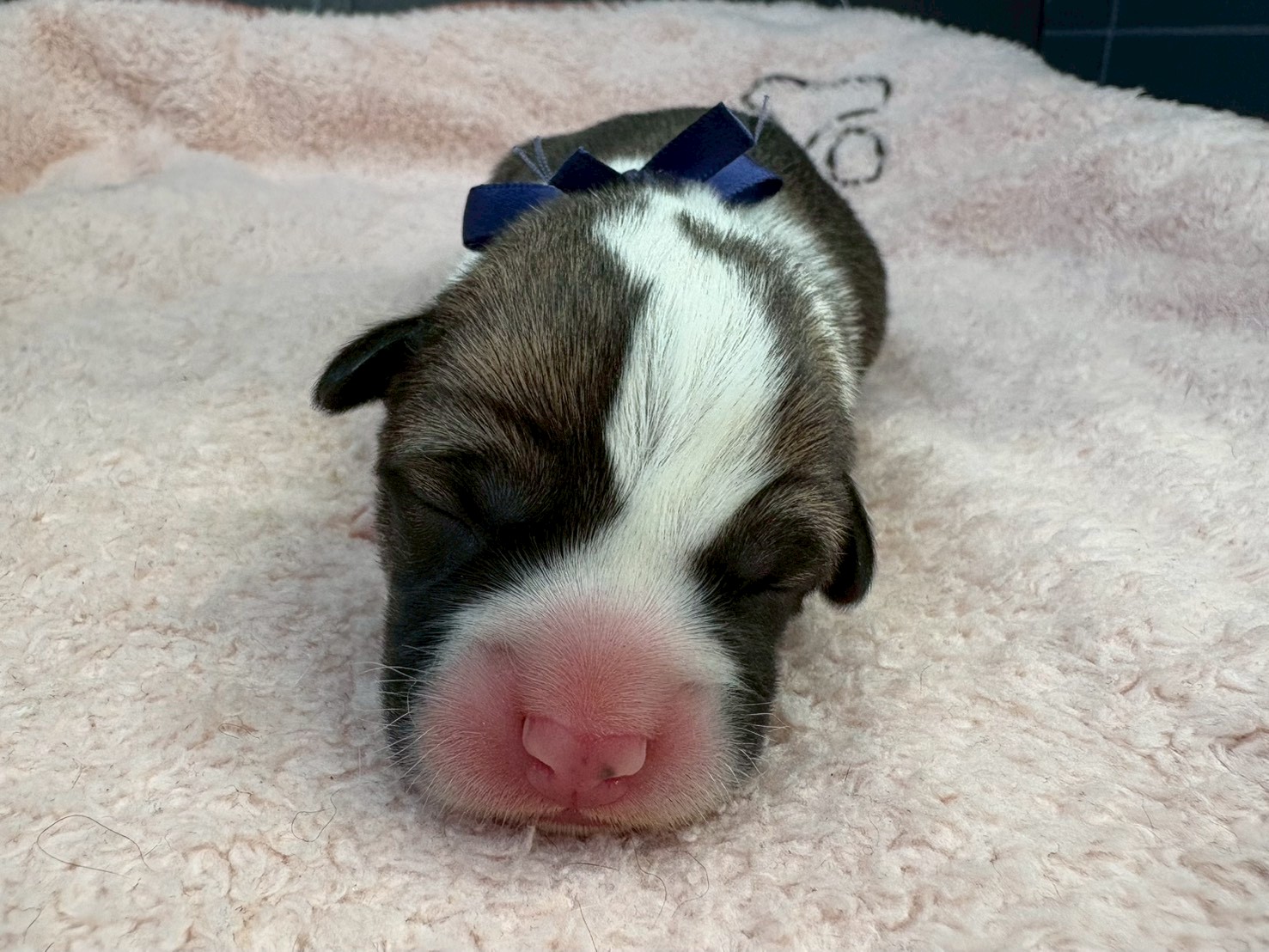 ウェルシュ・コーギー・ペンブローク