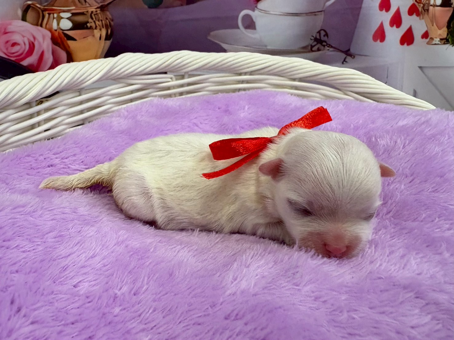 赤ちゃん写真1-2
