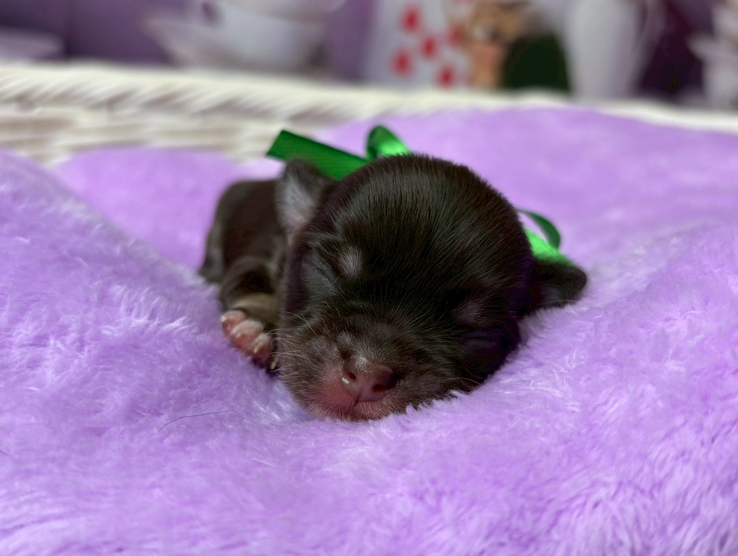 チワワ（ロングコート）