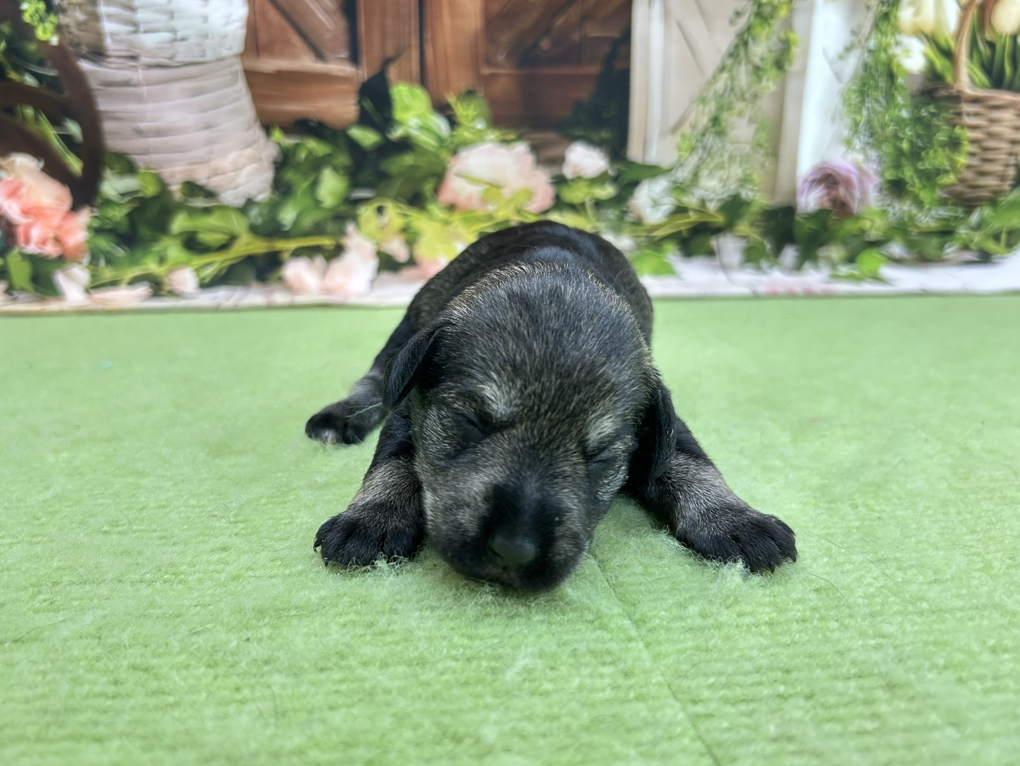 赤ちゃん写真1-1