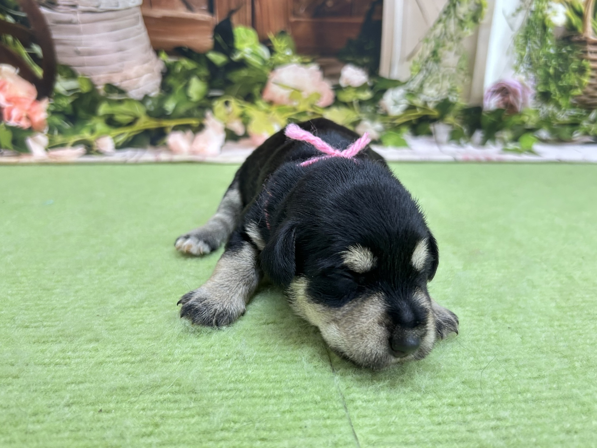 ミニチュア・シュナウザー