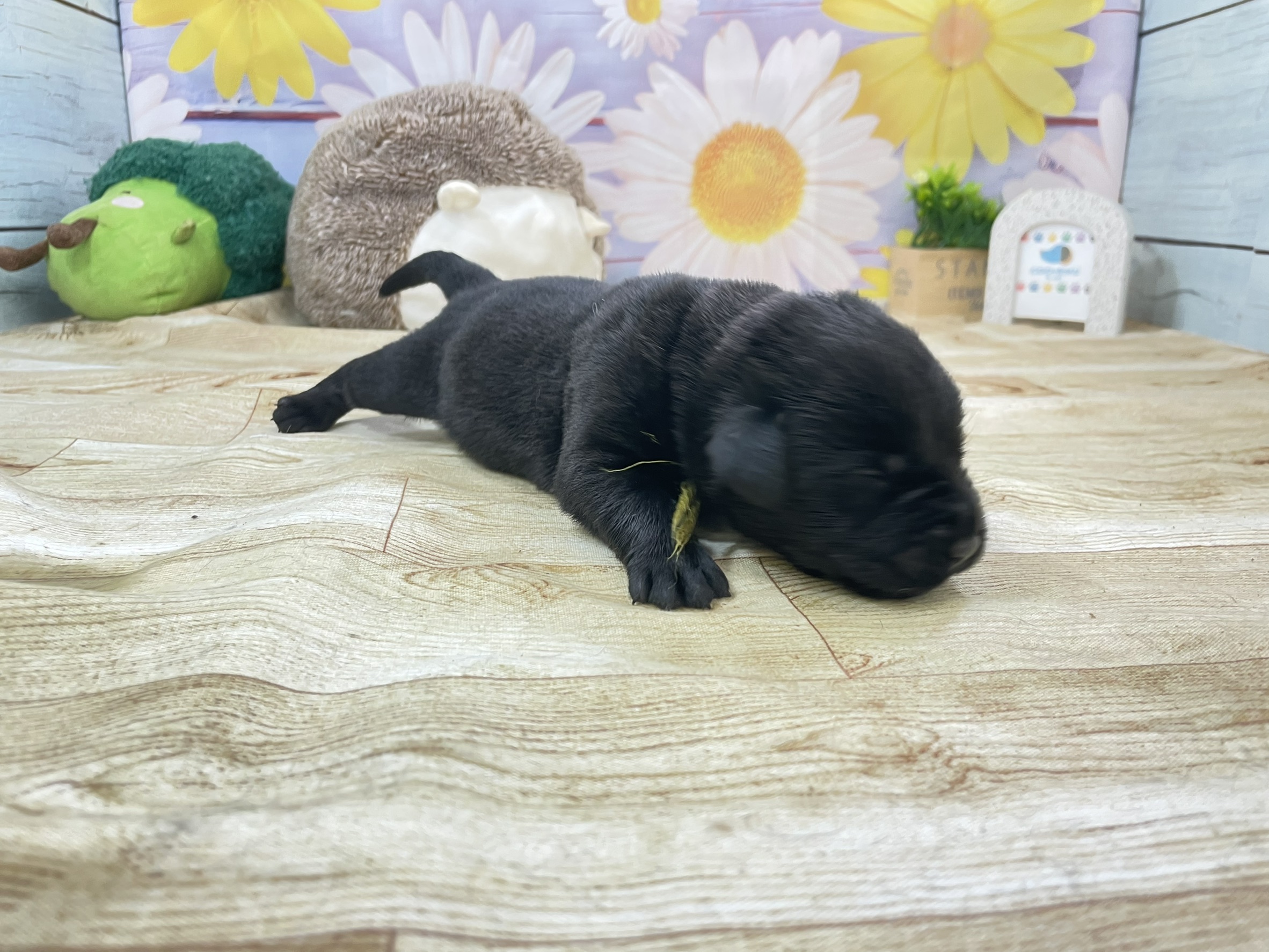 ラブラドール・レトリバー