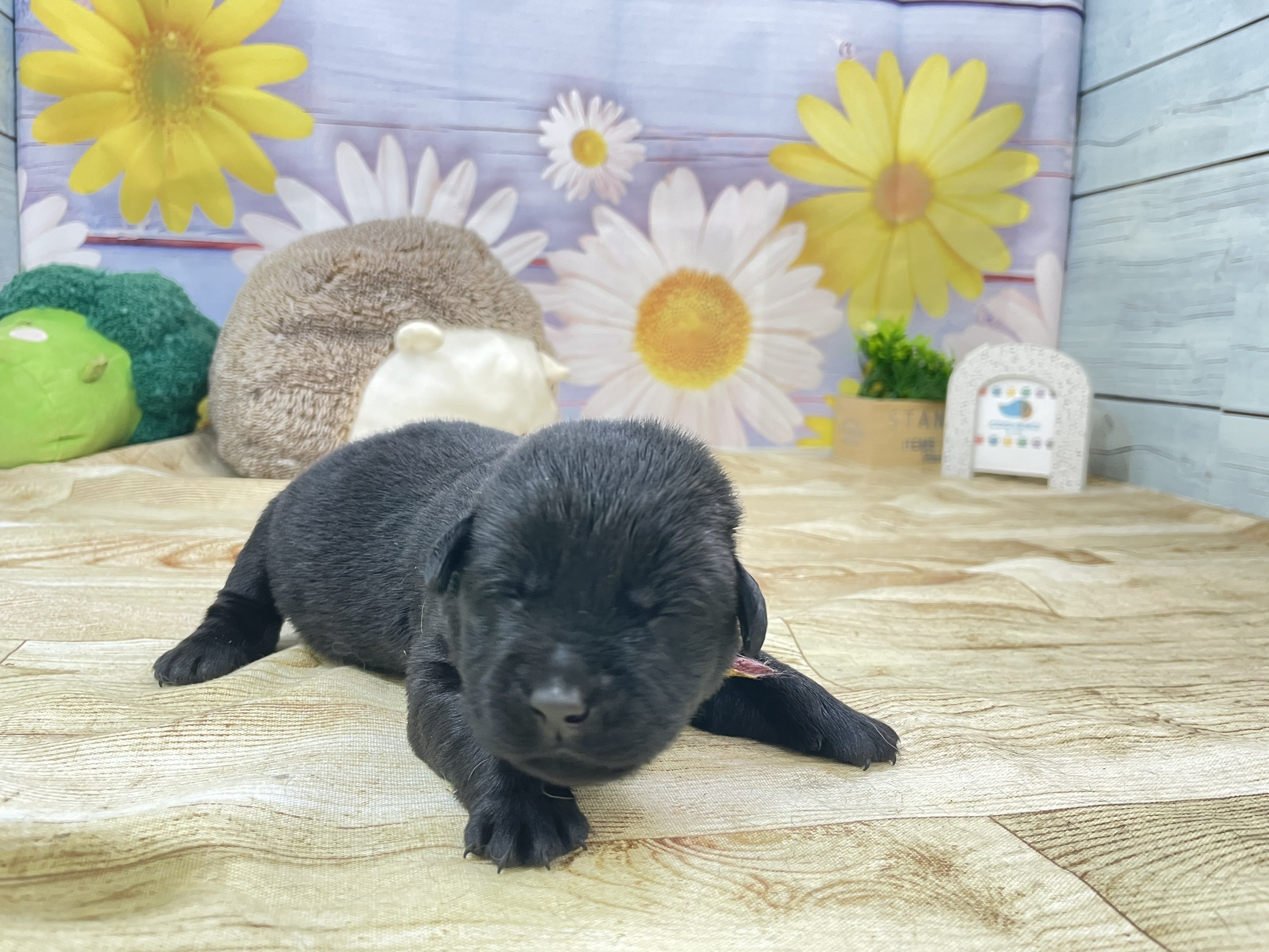 赤ちゃん写真1-1